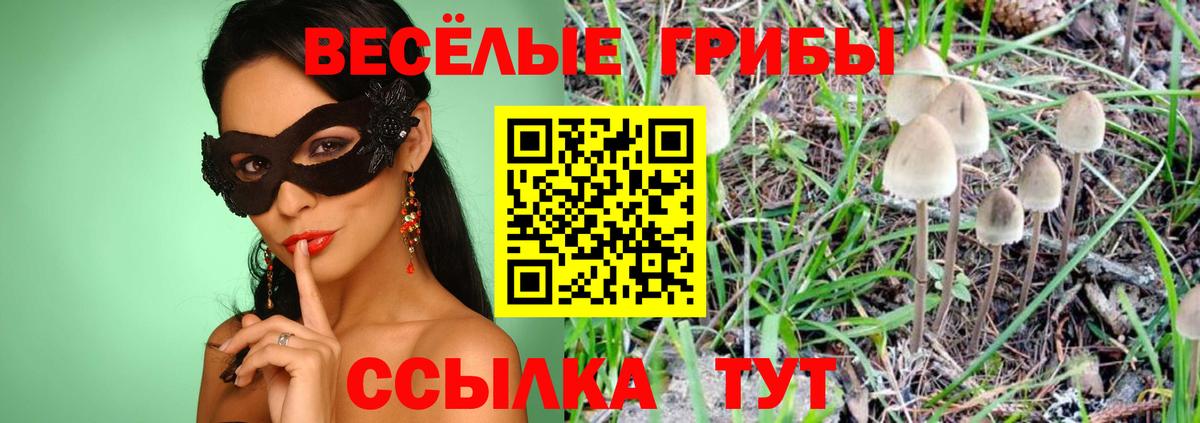 Камень-на-Оби  Псилоцибиновые грибы Cubensis  Вход с VPN  Псилоцибиновые грибы мухоморы 